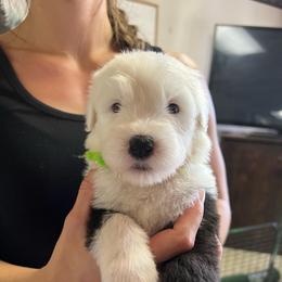 Waterloo - Gray and white female Old English Sheepdog puppy in Bristol, Indiana from Ridgeruns OES