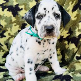 Green (HUA) - White and black male Dalmatian puppy in Westhoff, Texas from Smart Dalmatians
