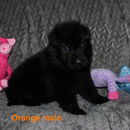 Orange male - Black male German Shepherd puppy in Ann Arbor, Michigan from Von Der Havier German Shepherds