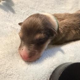 Short Round - Green Collar - Sable and white male Collie puppy in Morocco, Indiana from Collegiate Bassets and Rheign Collies