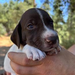 Dill - black collar - Liver and white male German Shorthaired Pointer puppy in Mokelumne Hill, California from Underhill GSP
