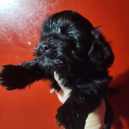 Speck - Black and white male Shichon puppy in Imperial, Missouri from Shichon Teddybear  puppies of Miss