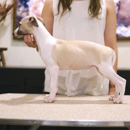 Edna - White and fawn female Whippet puppy in Atlanta, Georgia from Sinaj