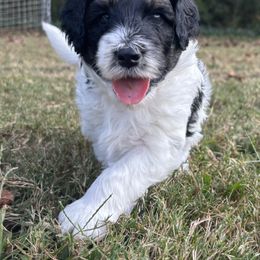 Aussiedoodle Puppies from Dogwood Family Doodles
