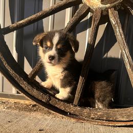 Boy 5 - Black and white male American Corgi puppy in Payson, Illinois from Creek Farm Corgis