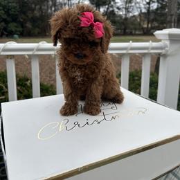 Fanny - Red  female Poodle puppy in Mint Hill, North Carolina from DoodleForever
