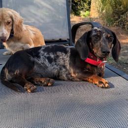 Fast - Dachshund