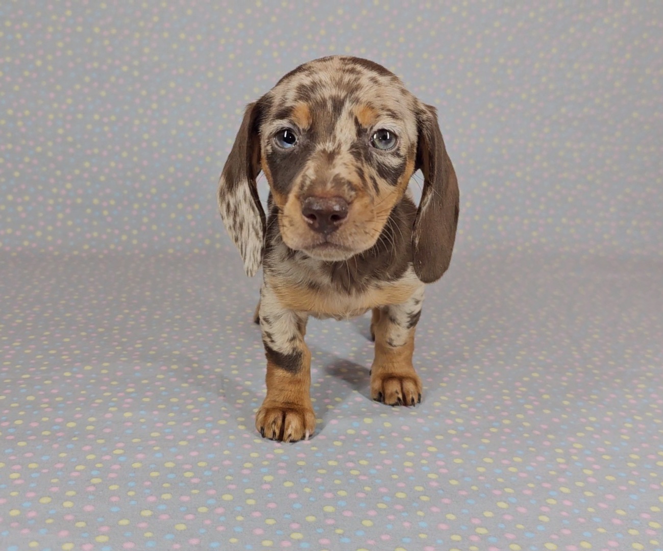Dachshund Puppies from Newbern's Nuggets