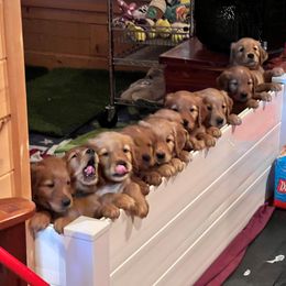 Golden Retriever Puppies from Blanco River Field Golden Retrievers