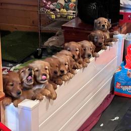 Golden Retriever Puppies from Blanco River Field Golden Retrievers