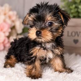 Loveable Girl - Blue and gold female Yorkshire Terrier puppy in Stanton, California from Essence of Grace Yorkies