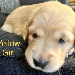 Yellow Girl - Golden Golden Retriever puppy in Chatsworth, New Jersey from Personalized Dog Training - Windisch Goldens
