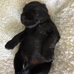 Brock's Miniature Schnauzrt - Black male Miniature Schnauzer puppy in Greensburg, Louisiana from Brock’s  Miniature Schnauzers