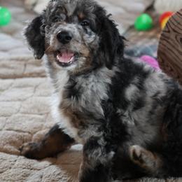 Gregson - Blue merle male Bernedoodle puppy in Springfield, Missouri from Doodle Dandy Bernedoodles