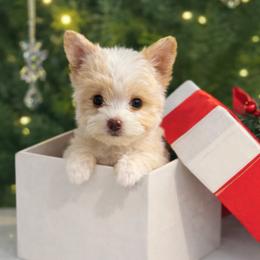 Luna - Gold female Yorkshire Terrier puppy in Glendale, California from Los Angeles Teacup Yorkie