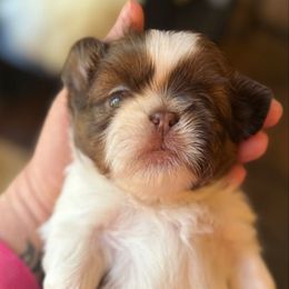 Henry - Liver and white male Shih Tzu puppy in Berkeley Springs, West Virginia from Sandridge Shih Tzus