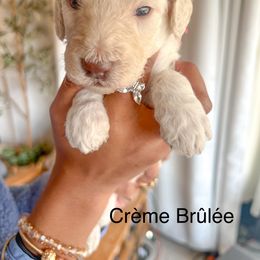 Crème brûlée - Poodle puppy from Garden Of Poodles