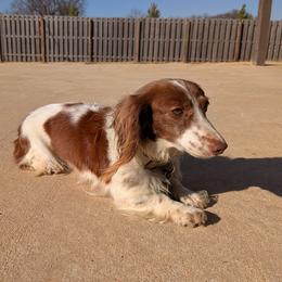 Olive - Chocolate female Dachshund puppy in Arkansas from Heart of Doxie