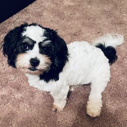 Titi - Havanese