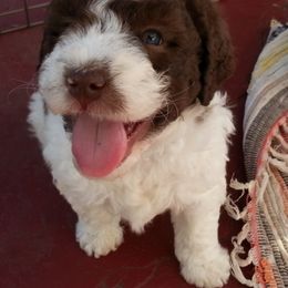 Lagotto Romagnolo Puppies from Flying Curls Lagotto Romagnolo
