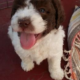 Lagotto Romagnolo Puppies from Flying Curls Lagotto Romagnolo