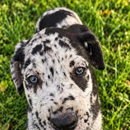 Male 3 - Merle male Great Dane puppy in Mayfield, New York from Sacandaga Danes