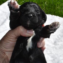 Black Collar Male - Black and white male Aussiedoodle puppy in Parma, Idaho from Arena Valley Acres