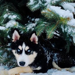 Siberian Husky Puppies from Xk siberians