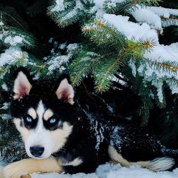 Siberian Husky Puppies from Xk siberians