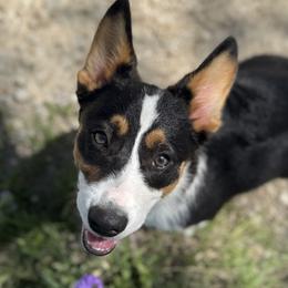 American Corgis from Red Beanie Corgis