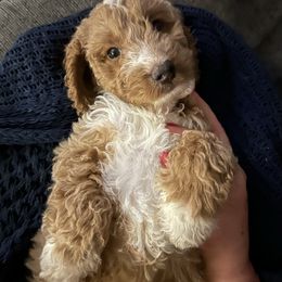 Miles - Goldendoodle