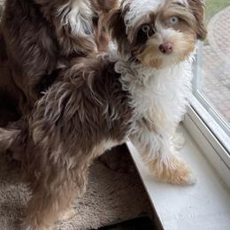Aussiedoodle and Bernedoodle Puppies from Steindoodles