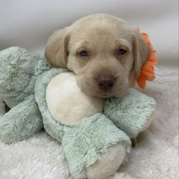 Dilute Retriever Puppies from Royalty Retrievers