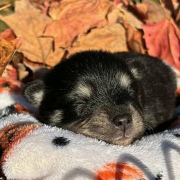 Pomskies from JHS Pomsky