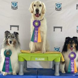 Golden Retriever Puppies from Firefly’s Retrievers