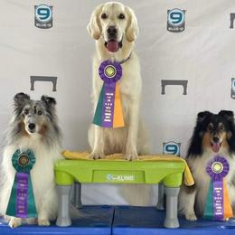 Golden Retriever Puppies from Firefly’s Retrievers