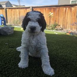 Ghost Red - Parti female Labradoodle puppy in Commerce City, Colorado from Playful Paws Labradoodles
