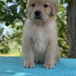 Hemlock - Golden male Golden Retriever puppy in Touchet, Washington from Northwest Rainbow Aussies and Golden Retrievers