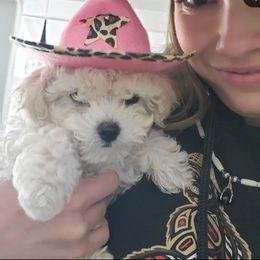 Poodle Puppies from Caboodles Of Poodles