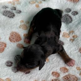 Socks - Dapple female Dachshund puppy in Hawley, Texas from Foxy’s Dachshunds & Toy Aussies