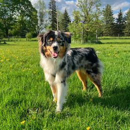 Miniature Australian Shepherd and Toy Australian Shepherd Puppies from Pawesome Lil Aussies