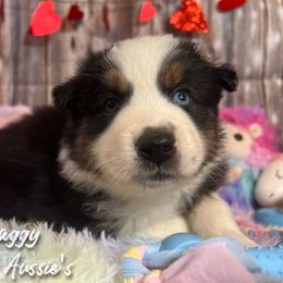 Australian Shepherd and Pembroke Welsh Corgi Puppies from Lewis Aussie’s & Corgi’s