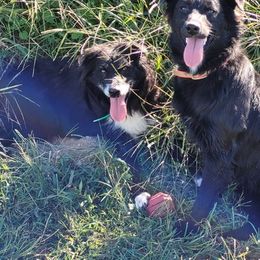 Australian Shepherd All Grown Up from Marvelled Aussies