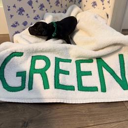 Sci-Fi - Blue and black male Kerry Blue Terrier puppy in St. Louis, Missouri from Green Lantern Kerry Blue Terriers