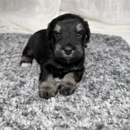 Cooper - Black and silver male Miniature Schnauzer puppy in Montebello, California from Rod Schnauzers