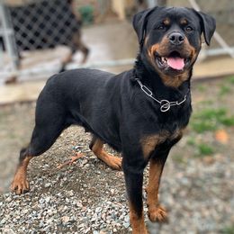 Lita - Rottweiler