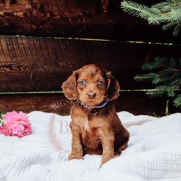 Lavender girl - Sable female Cockapoo puppy in Missoula, Montana from Big Sky Cockapoos