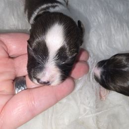 Garnet - Red white and sable male Papillon puppy in Hollister, Missouri from Swan Creek Kennel