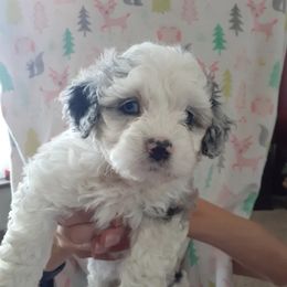 Peach - Blue merle Aussiedoodle puppy in Soap Lake, Washington from Desert Rose Doodles