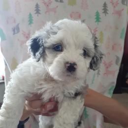 Peach - Blue merle Aussiedoodle puppy in Soap Lake, Washington from Desert Rose Doodles